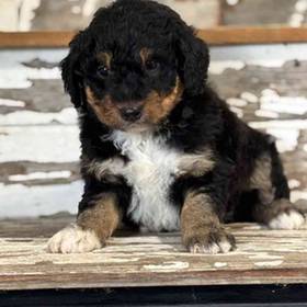 Aussiedoodle