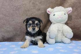Morkie