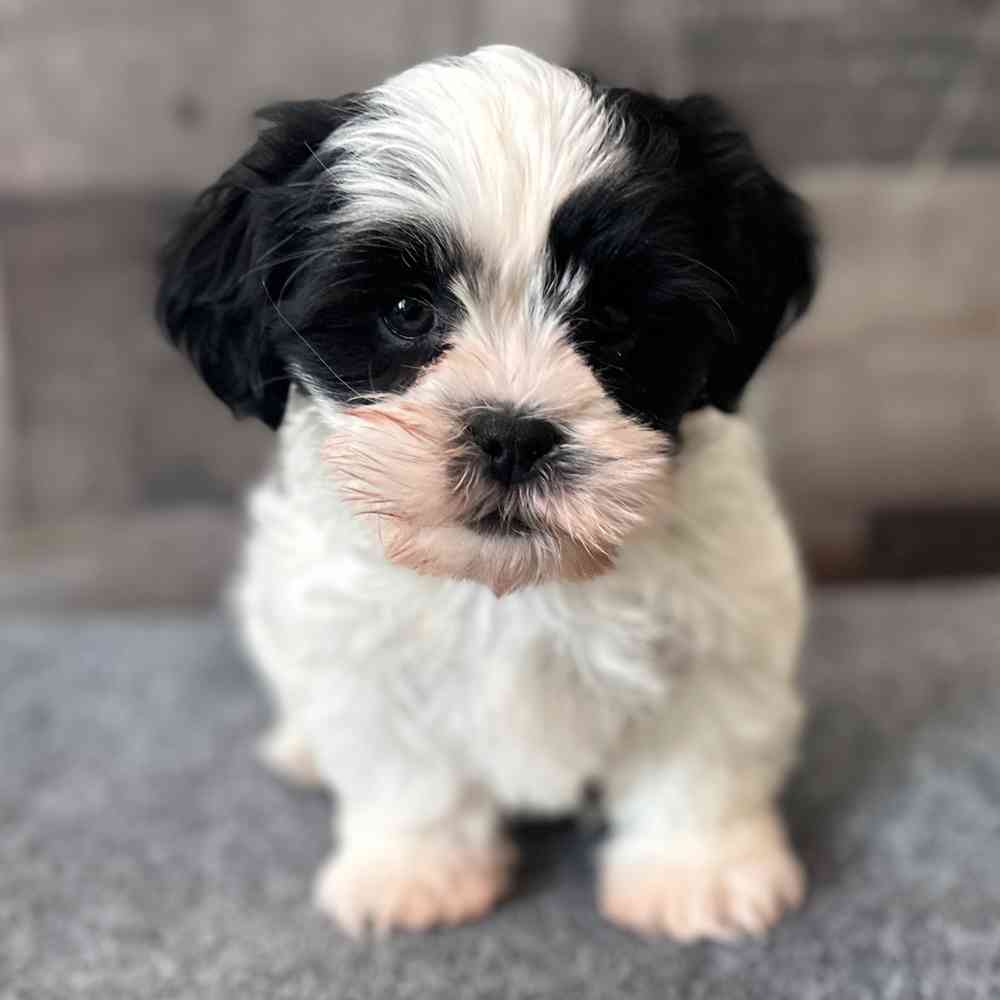 pet breed image