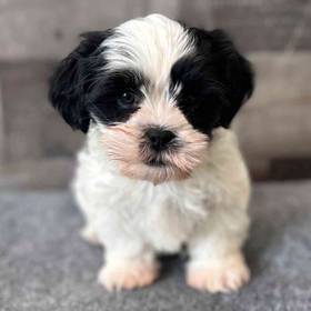 Shih Tzu