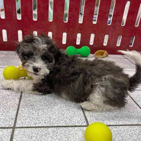 Cavapoo