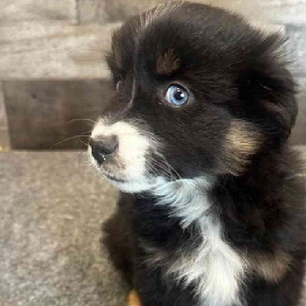 Female Mini Aussie Puppy for Sale in Troy, MI