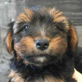 Yorkie