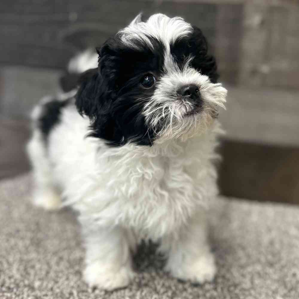 Shih Tzu-Bichon