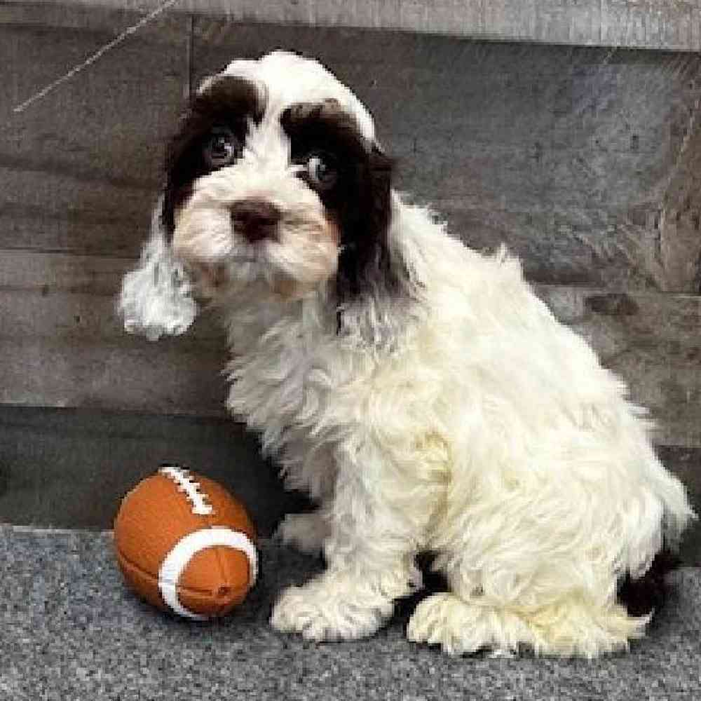 Female Cockapoo Puppy for Sale in Troy, MI
