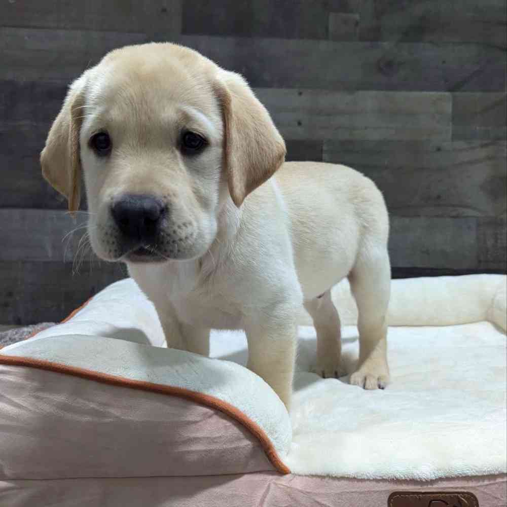 Image of a pet breed in the gallery