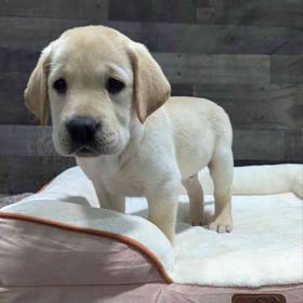 Labrador Retriever