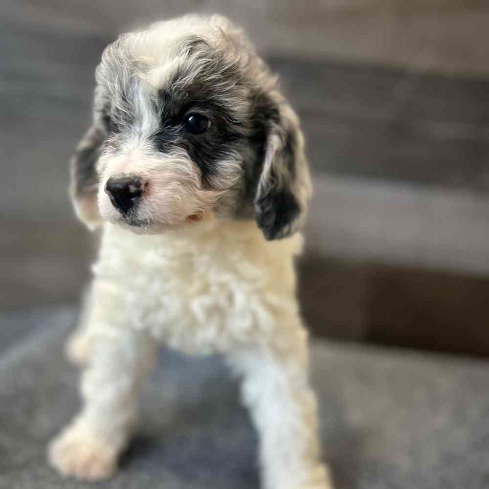 Image of a pet breed in the gallery