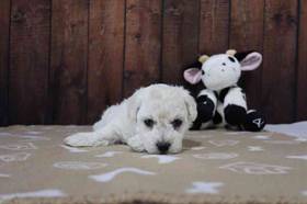 Bichon Frise