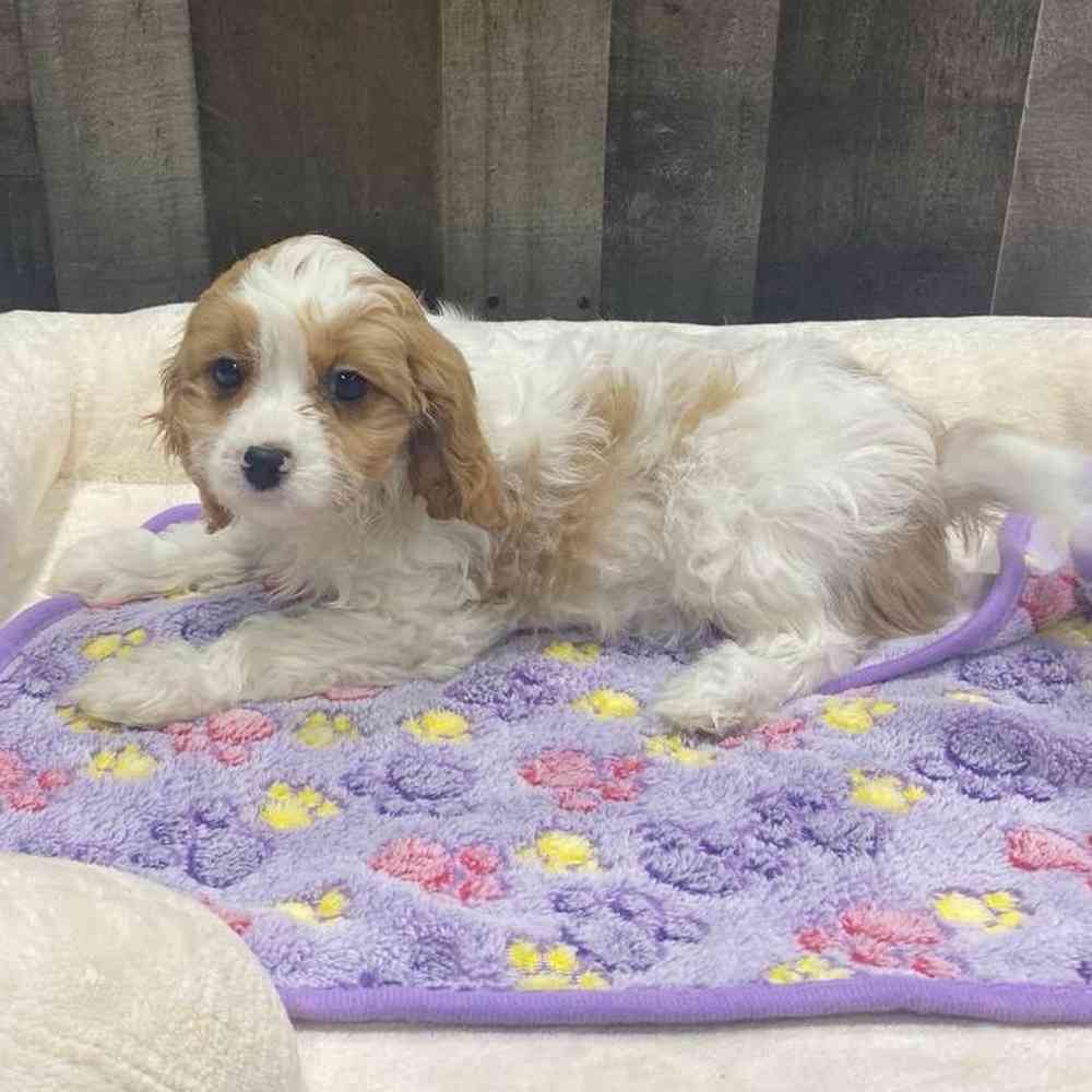 Rosie, Female Cavapoo Puppy for sale in Troy