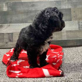 Mini Aussiedoodle