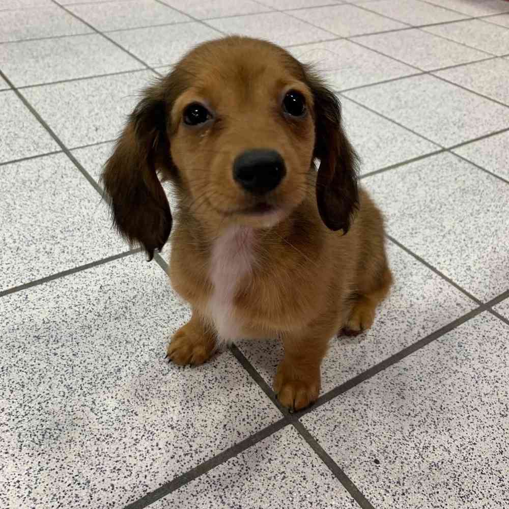 Dachshund