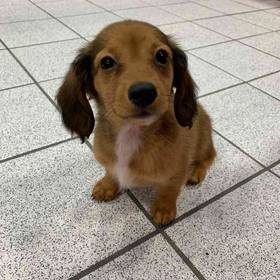 Dachshund