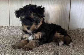 Yorkie-Poo