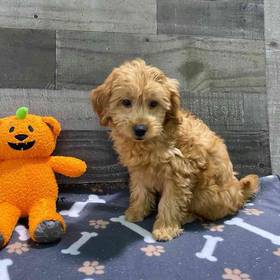 Mini Goldendoodle