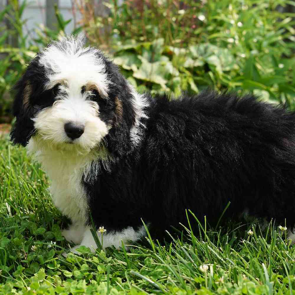 Female Bernedoodle Puppy for sale