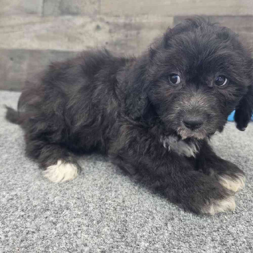 pet breed image