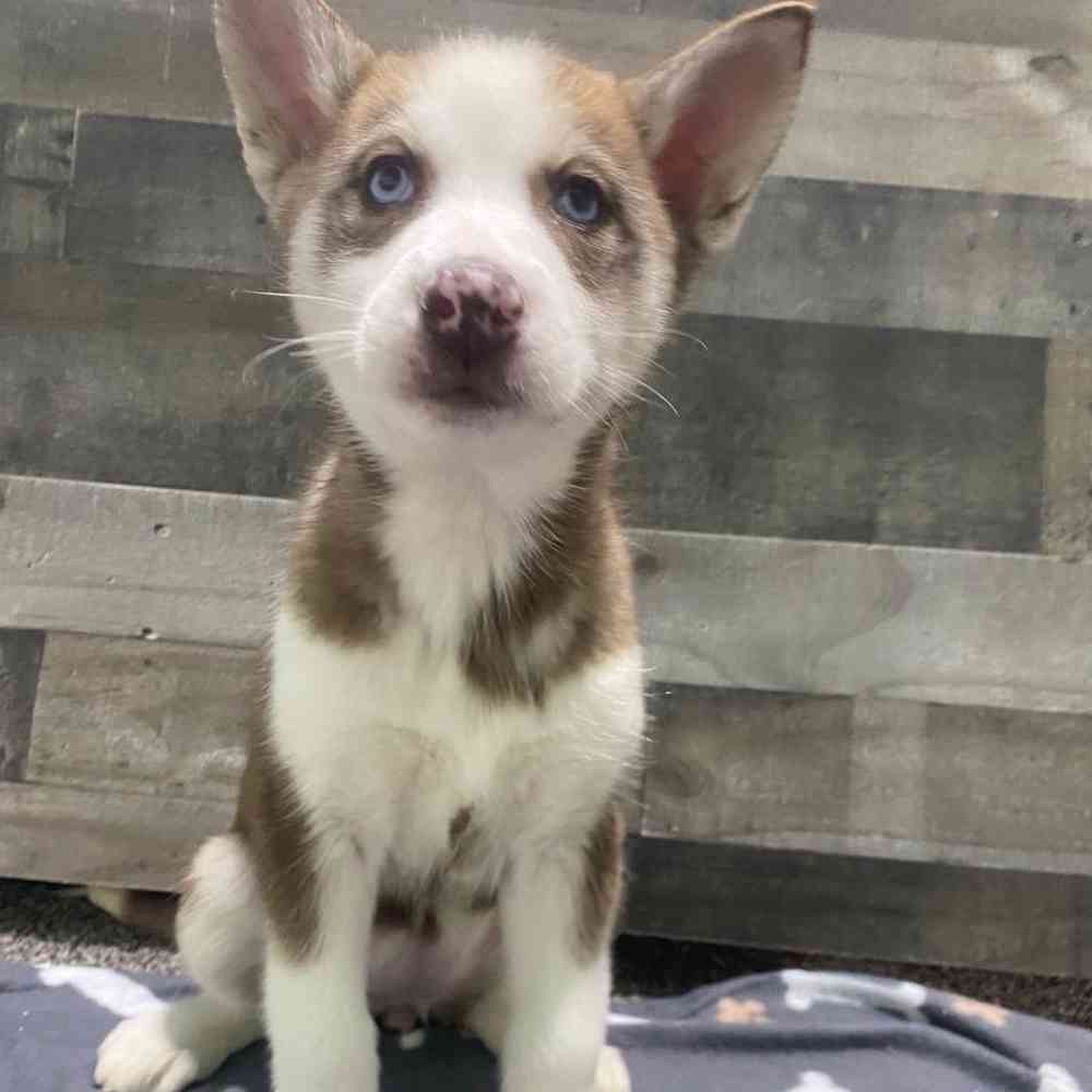 pet breed image