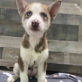 Siberian Husky