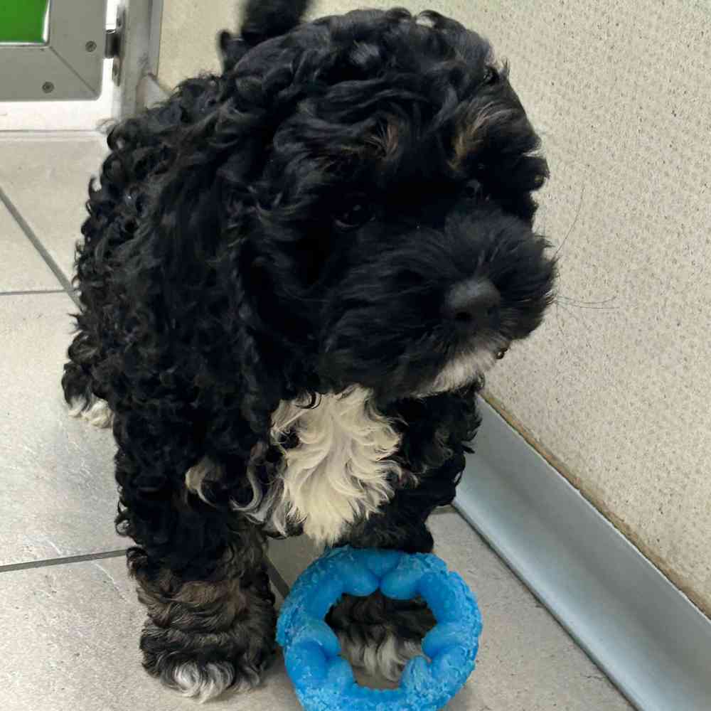 Toy size cockapoo puppies for cheap sale