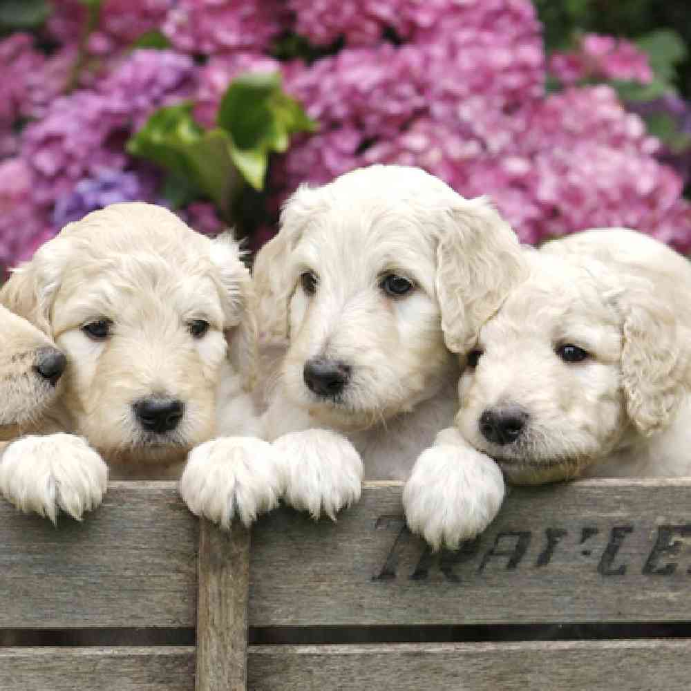 White mini goldendoodle sales puppies