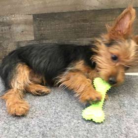 Yorkie