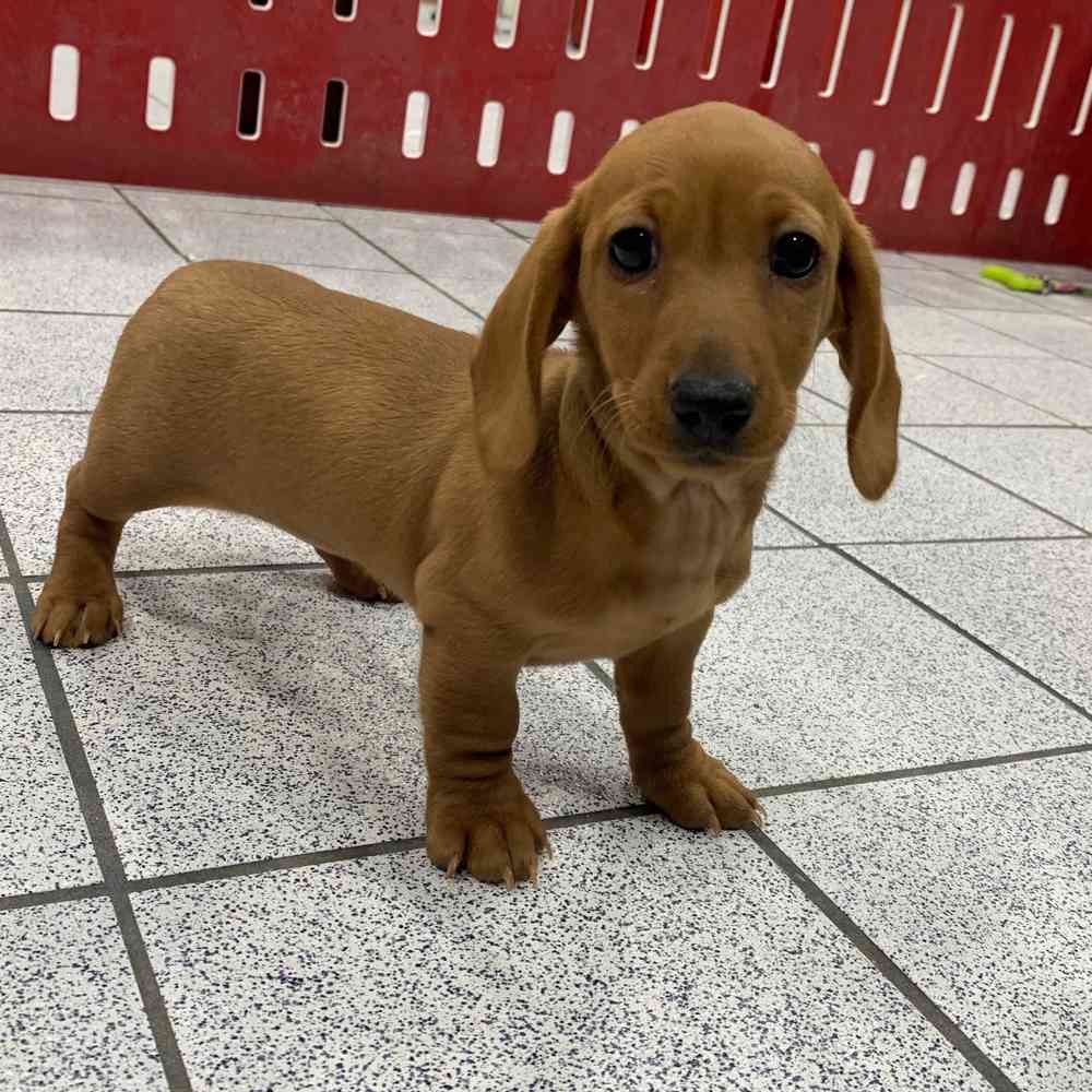 Penny