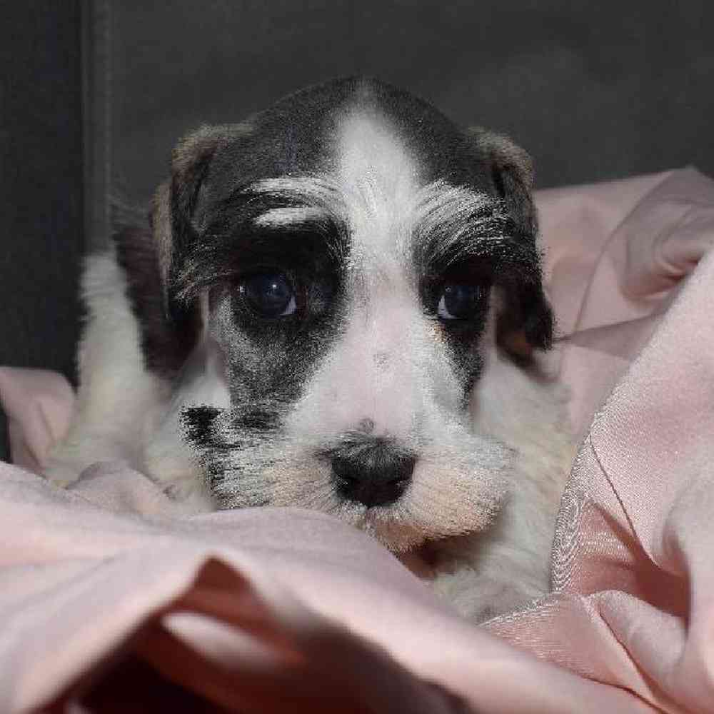 Female Mini Schnauzer Puppy for sale