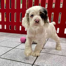 Cocker Spaniel