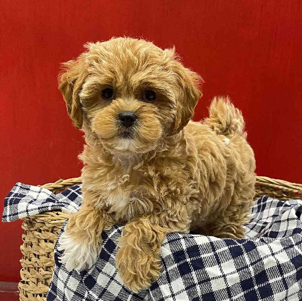 Female Shipoo Puppy for sale