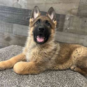 German Shepherd