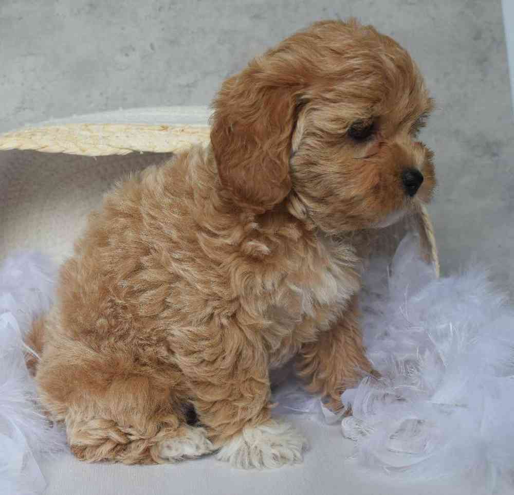 Female Shipoo Puppy for sale