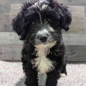 Mini Bernedoodle