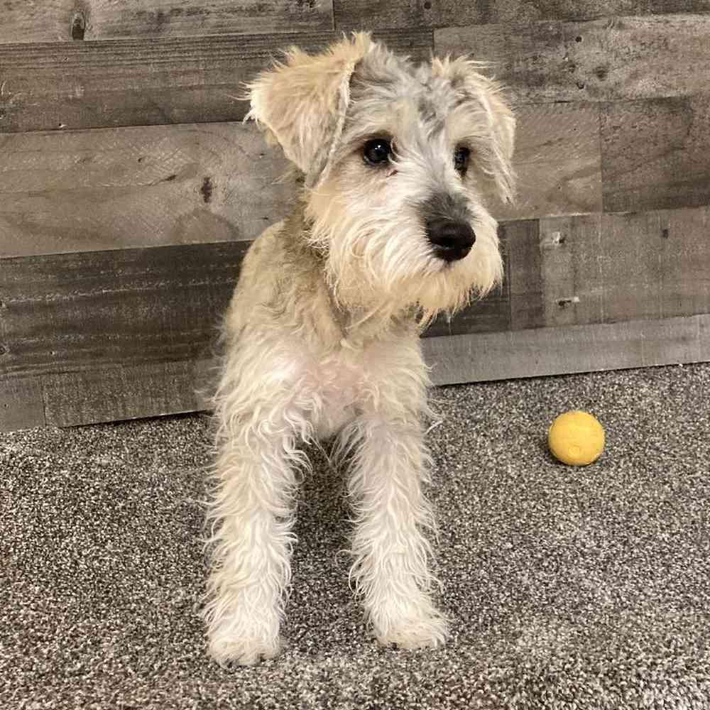 Male Mini Schnauzer Puppy for Sale in Troy, MI