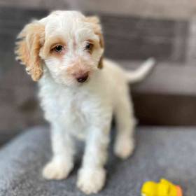 Cockapoo