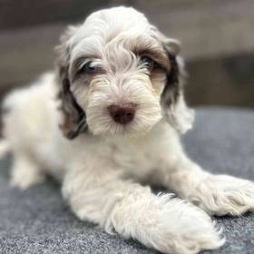 Cockapoo