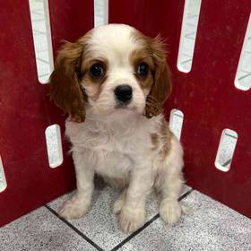 Cavalier King Charles Spaniel UNREG