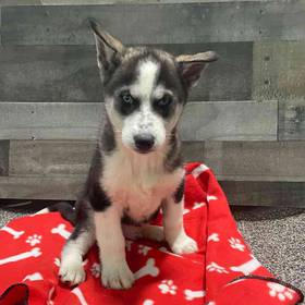 Siberian Husky