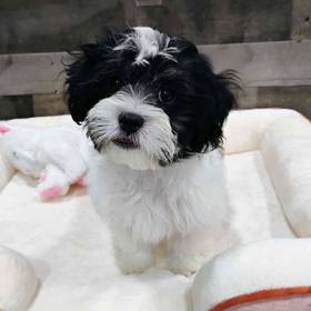 Shih Tzu-Bichon