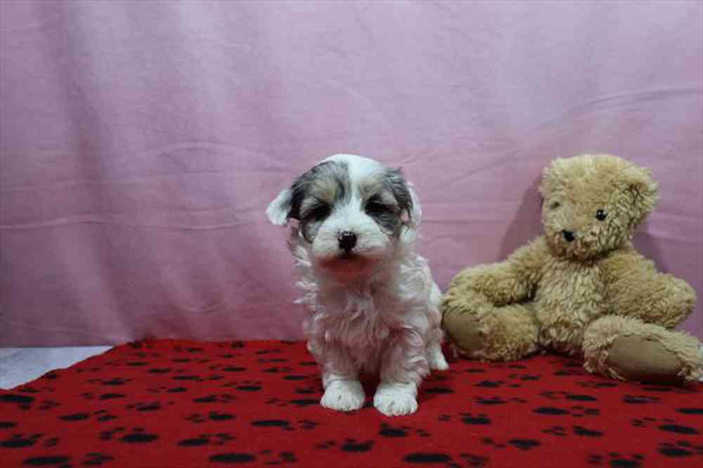 Maltipoo