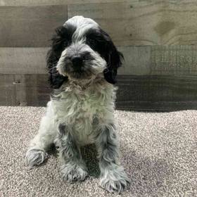 Cockapoo