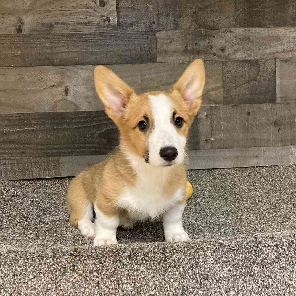 Female Pembroke Welsh Corgi Puppy for Sale in Troy, MI