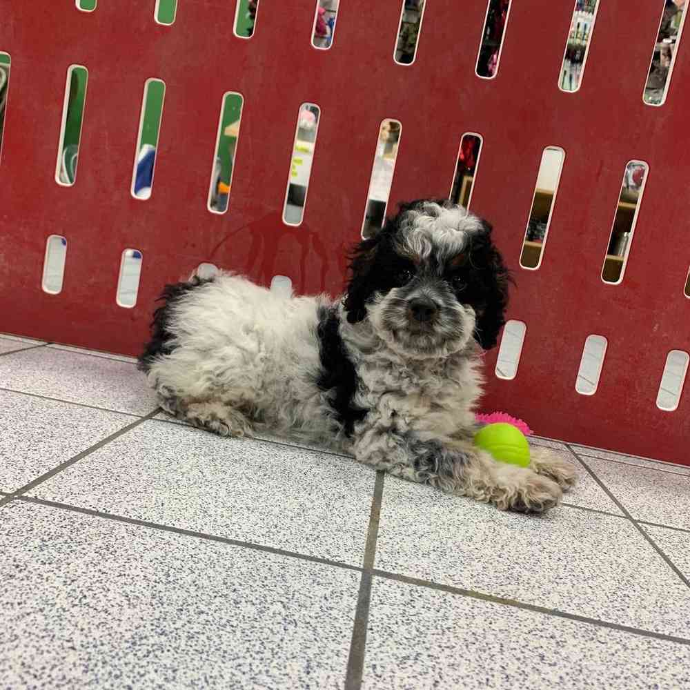Zeus