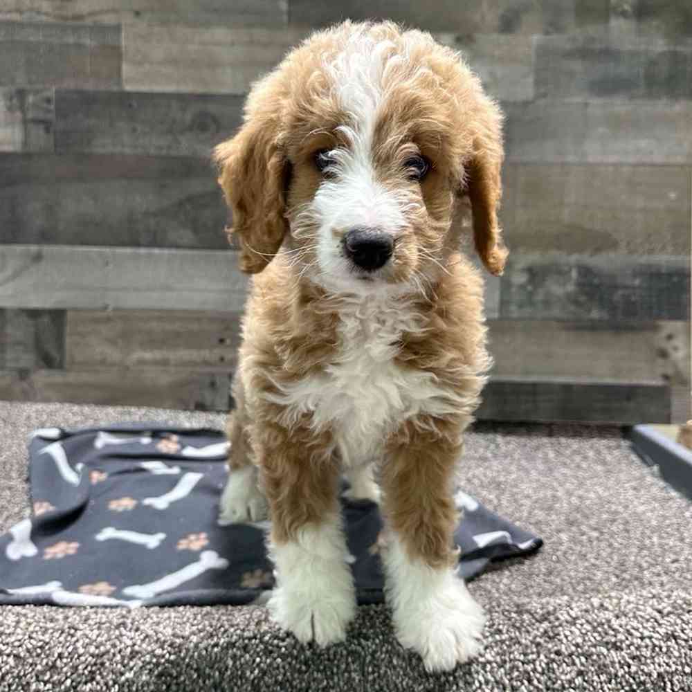 pet breed image