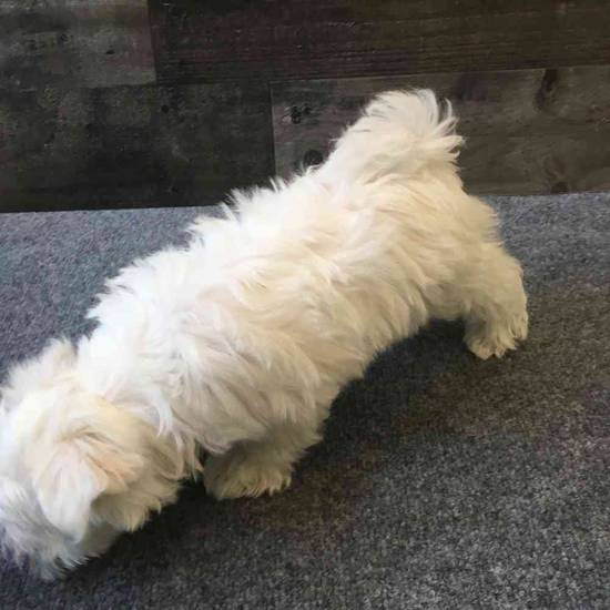 Casper