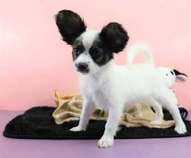 Papillon