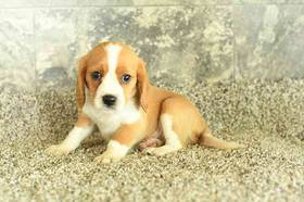 Beagalier