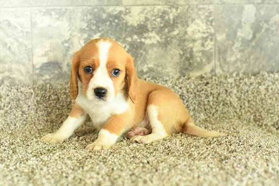 Beagalier