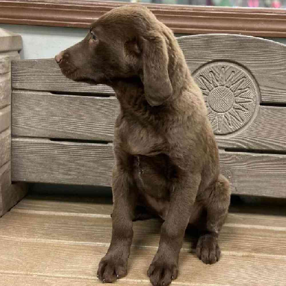 Male Labradoodle Puppy for sale