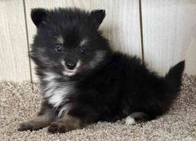 Pomeranian